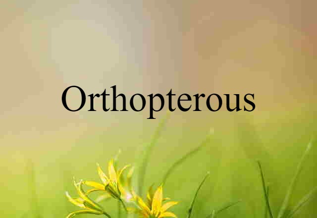 Orthopterous (noun) Definition, Meaning & Examples