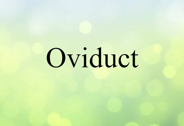 Oviduct (noun) Definition, Meaning & Examples