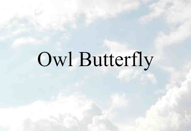 Owl Butterfly (noun) Definition, Meaning & Examples