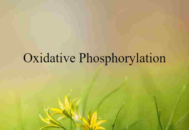 oxidative phosphorylation