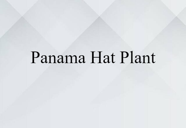 Panama hat plant