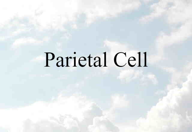 Parietal Cell (noun) Definition, Meaning & Examples