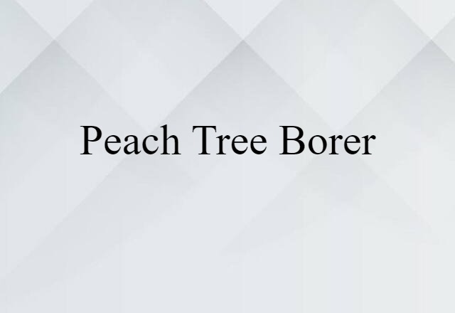 peach tree borer