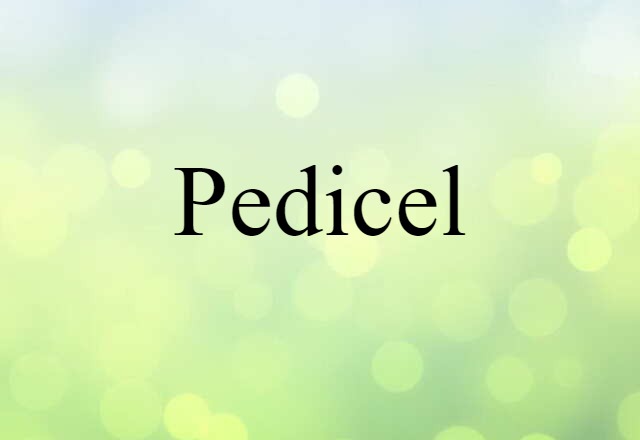 Pedicel (noun) Definition, Meaning & Examples