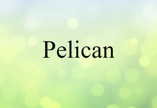 pelican