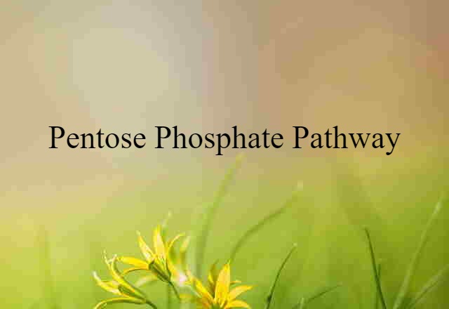 pentose phosphate pathway