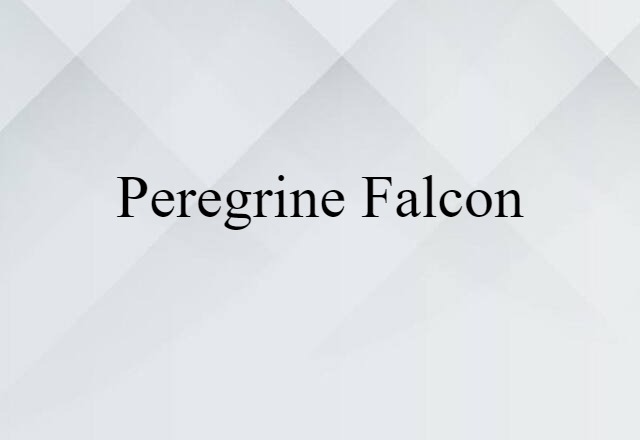 Peregrine Falcon (noun) Definition, Meaning & Examples