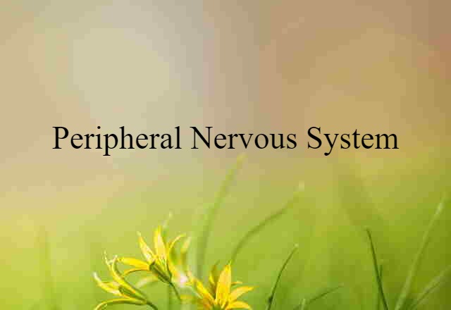 peripheral nervous system