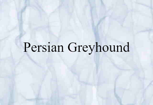 Persian greyhound