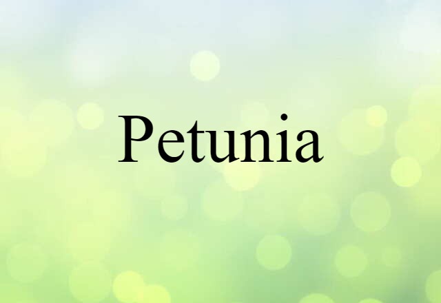 petunia