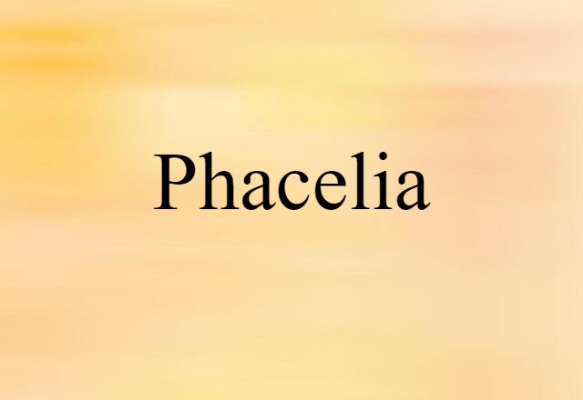 Phacelia (noun) Definition, Meaning & Examples