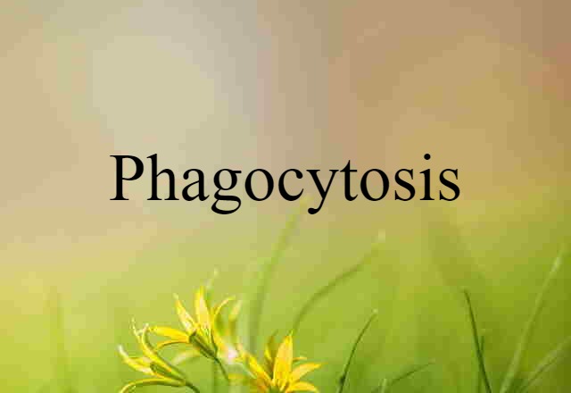 phagocytosis