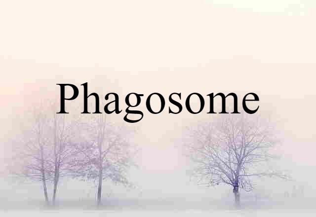 phagosome