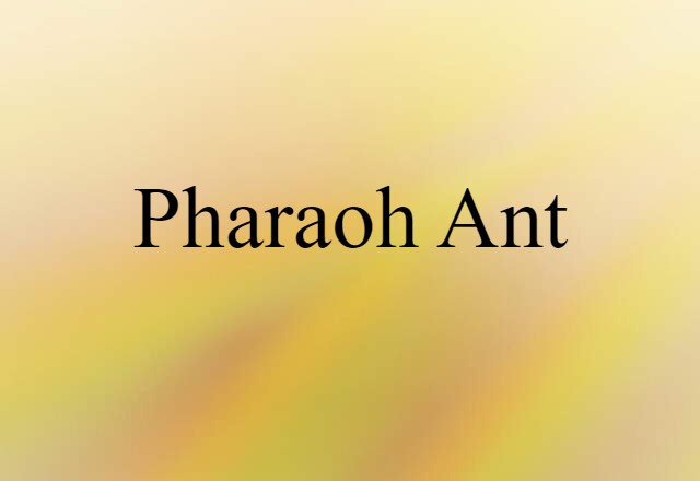 Pharaoh ant