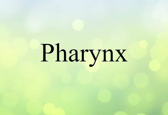 pharynx