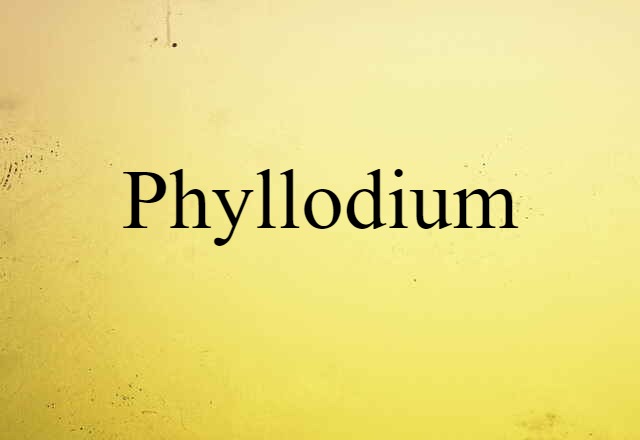 phyllodium