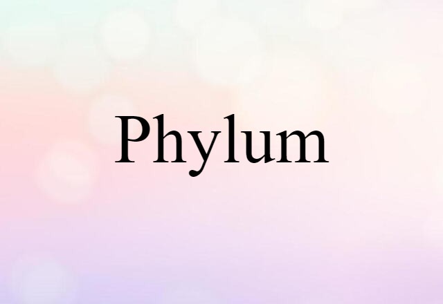 Phylum (noun) Definition, Meaning & Examples