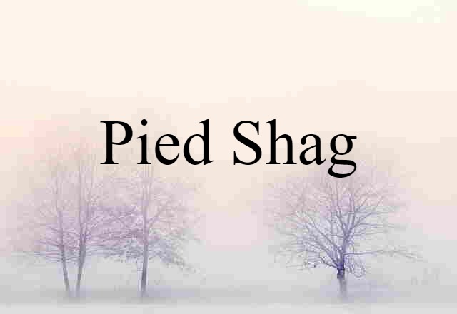 Pied Shag (noun) Definition, Meaning & Examples