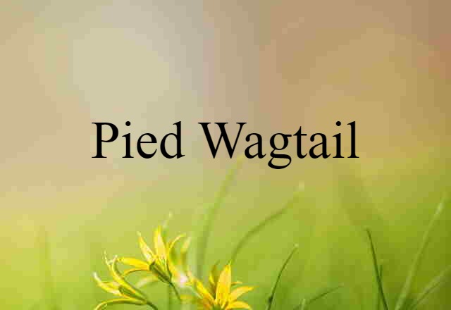 Pied Wagtail (noun) Definition, Meaning & Examples