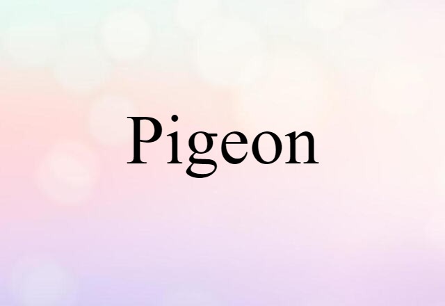 pigeon