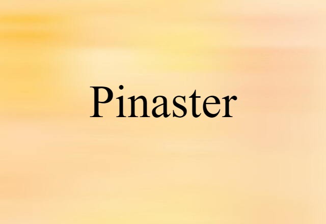 Pinaster (noun) Definition, Meaning & Examples