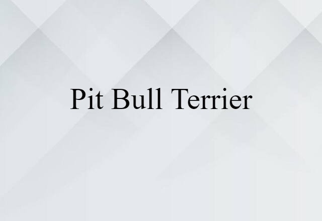 pit bull terrier