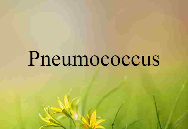 pneumococcus