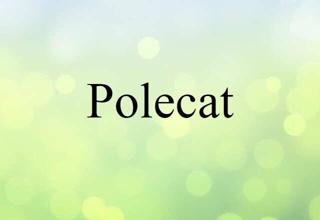 Polecat (noun) Definition, Meaning & Examples