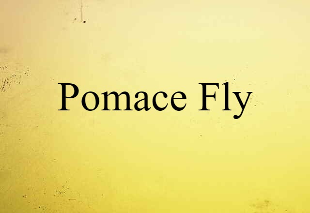 pomace fly