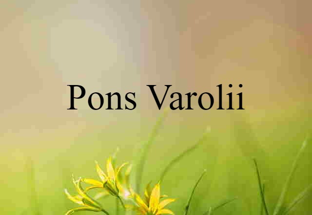 Pons Varolii (noun) Definition, Meaning & Examples