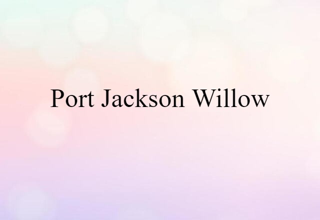 Port Jackson willow