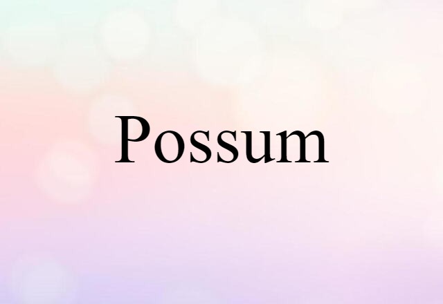 possum