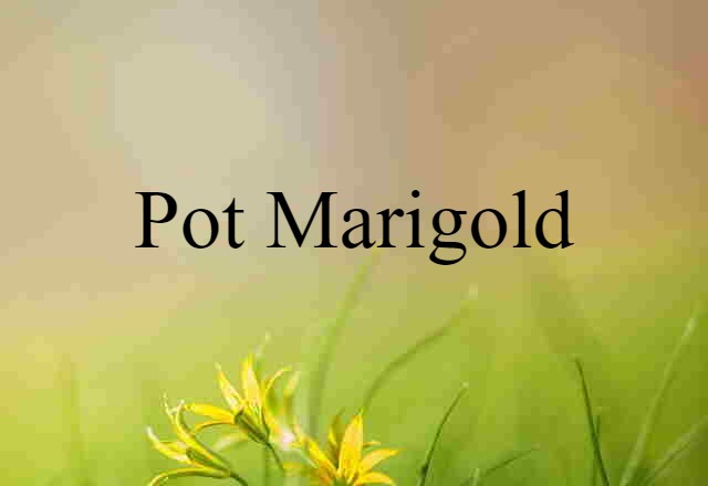 pot marigold