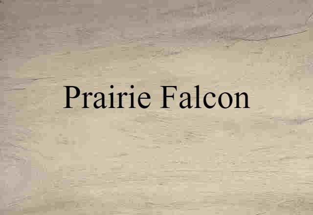 prairie falcon