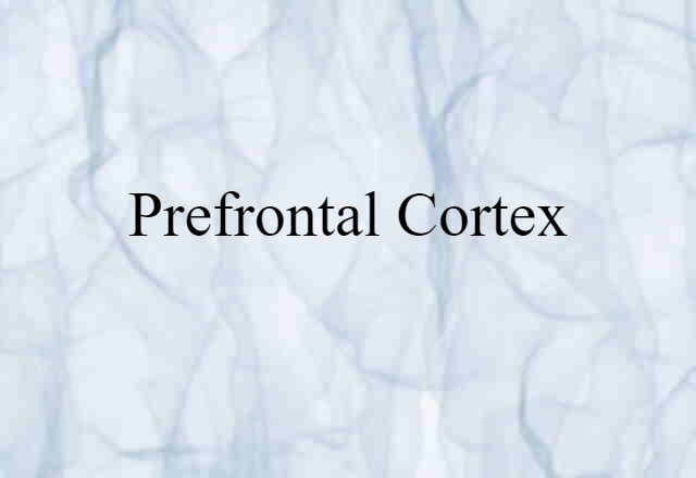 prefrontal cortex