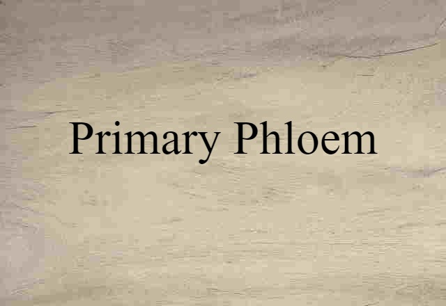 primary phloem