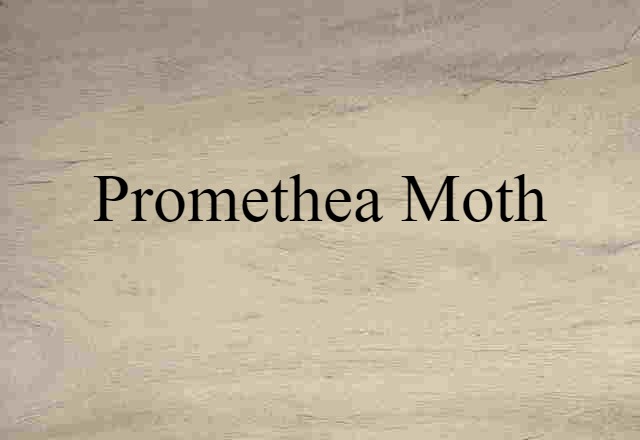 Promethea Moth (noun) Definition, Meaning & Examples