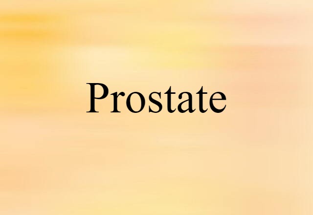 Prostate (noun) Definition, Meaning & Examples