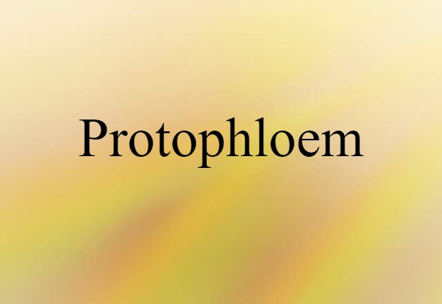 protophloem