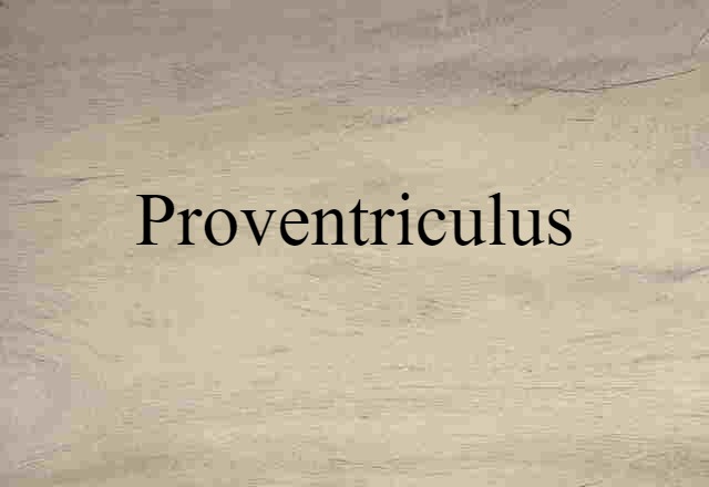 proventriculus