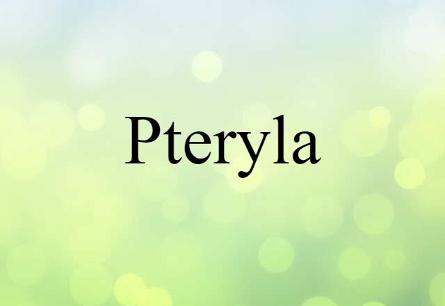 pteryla