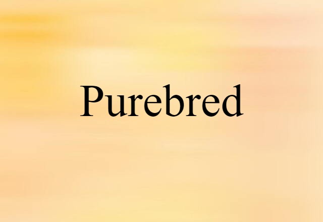 purebred