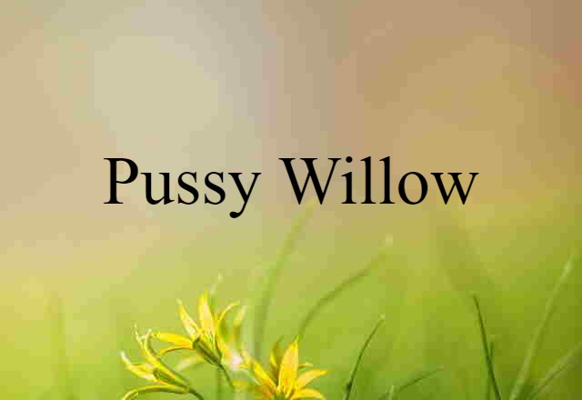 pussy willow