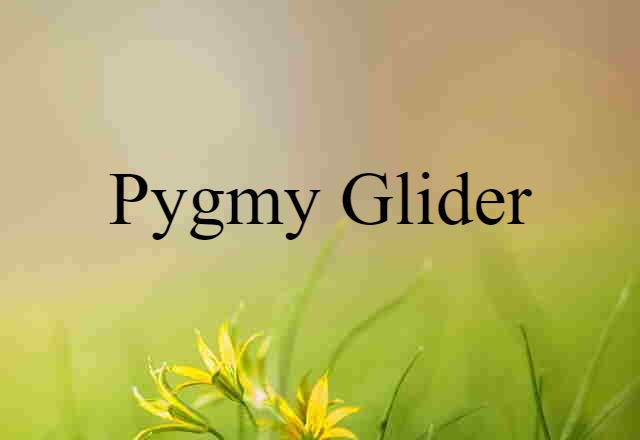 Pygmy Glider (noun) Definition, Meaning & Examples