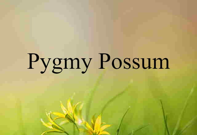 pygmy possum