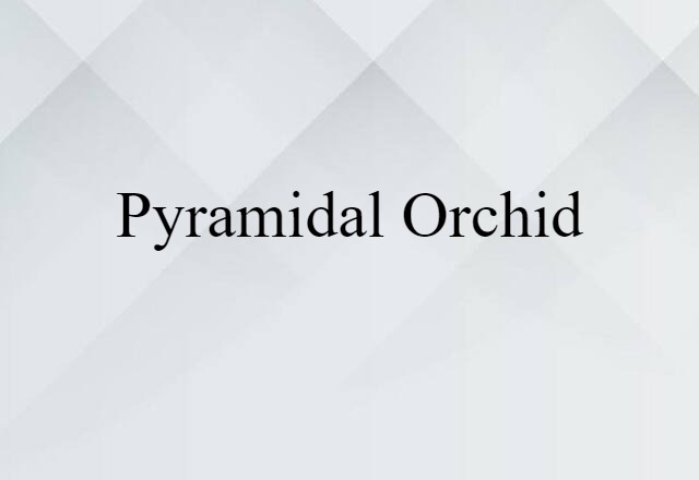 Pyramidal Orchid (noun) Definition, Meaning & Examples