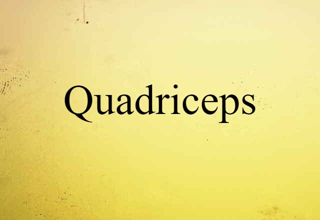 quadriceps