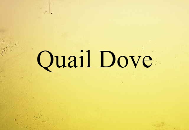 quail dove