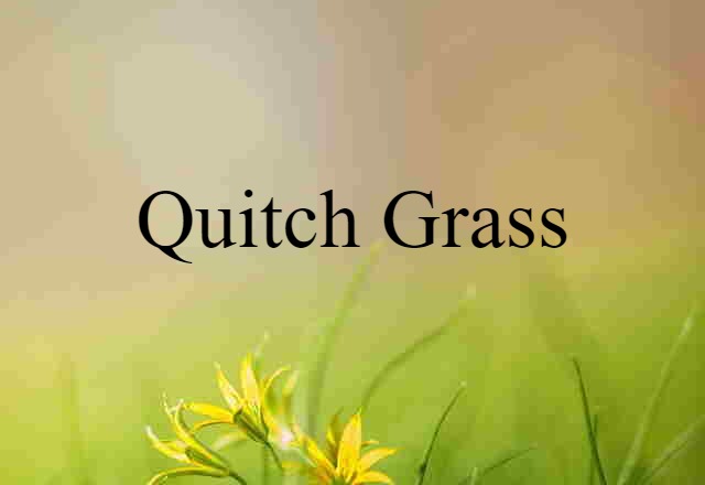 Quitch Grass (noun) Definition, Meaning & Examples