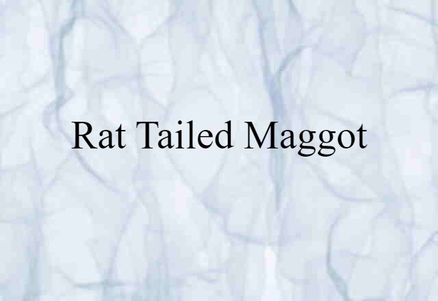 Rat Tailed Maggot (noun) Definition, Meaning & Examples